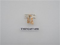 藏品(二斑叉紋苔蛾)的圖片